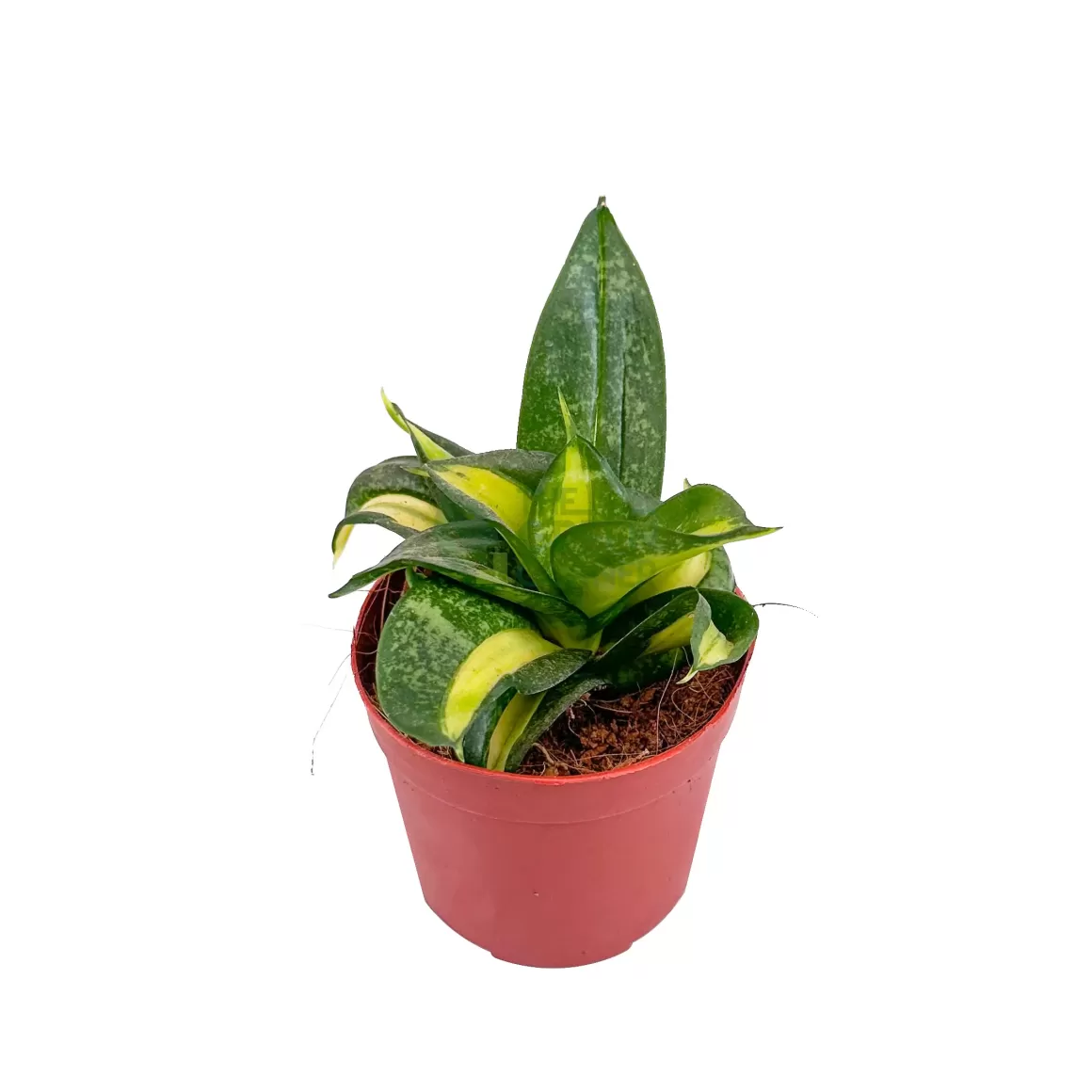 Best Sale Sansevieria Golden Hahnii Indoor Plants