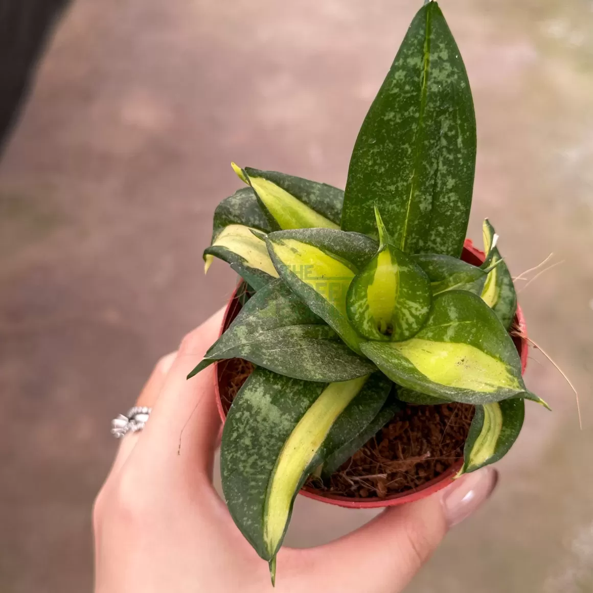 Best Sale Sansevieria Golden Hahnii Indoor Plants