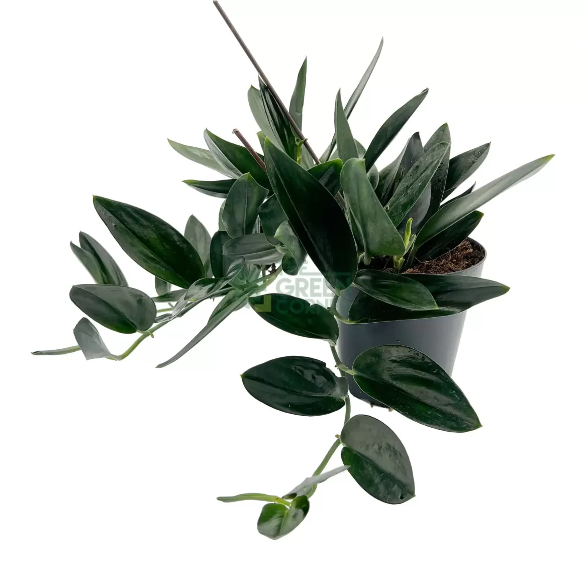 Best Sale Scindapsus Treubii Dark Form Indoor Plants