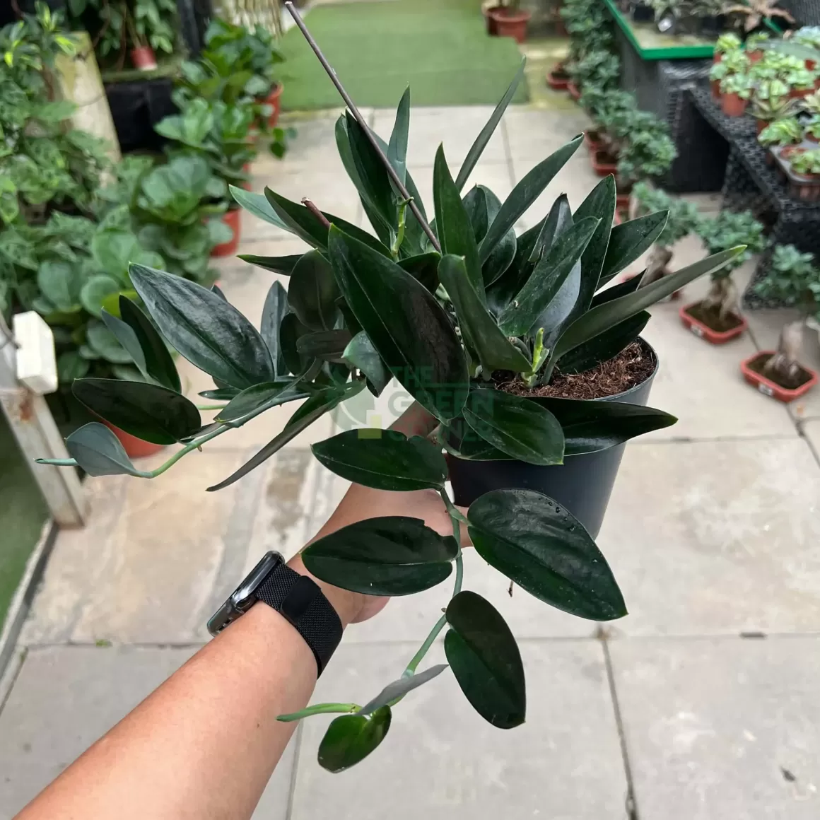 Best Sale Scindapsus Treubii Dark Form Indoor Plants