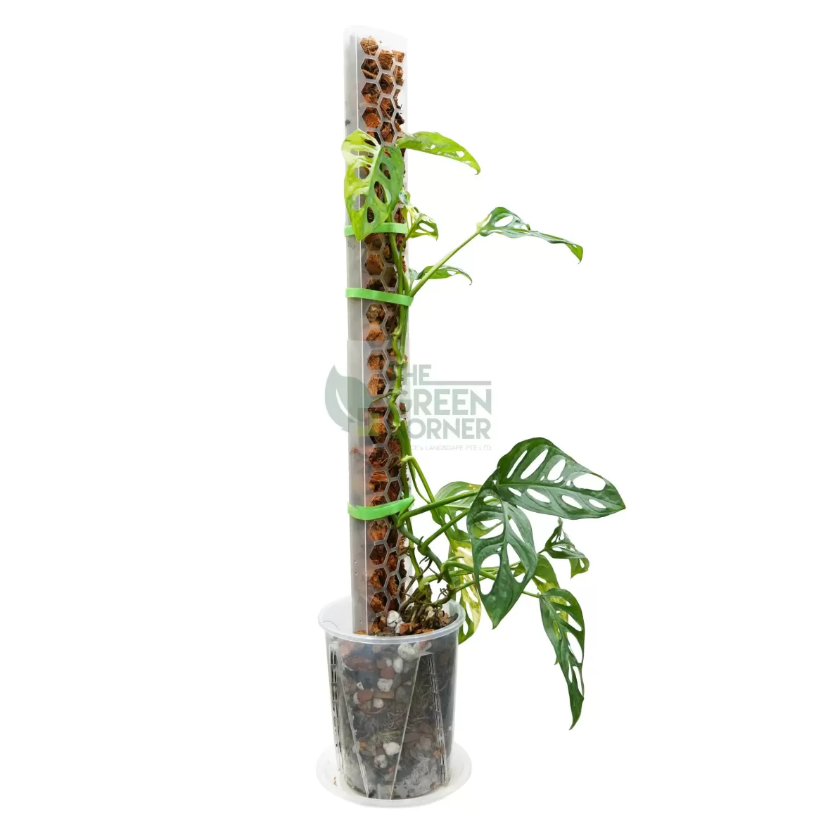 New The Pole (40Cm*7.8Cm) Growing Poles