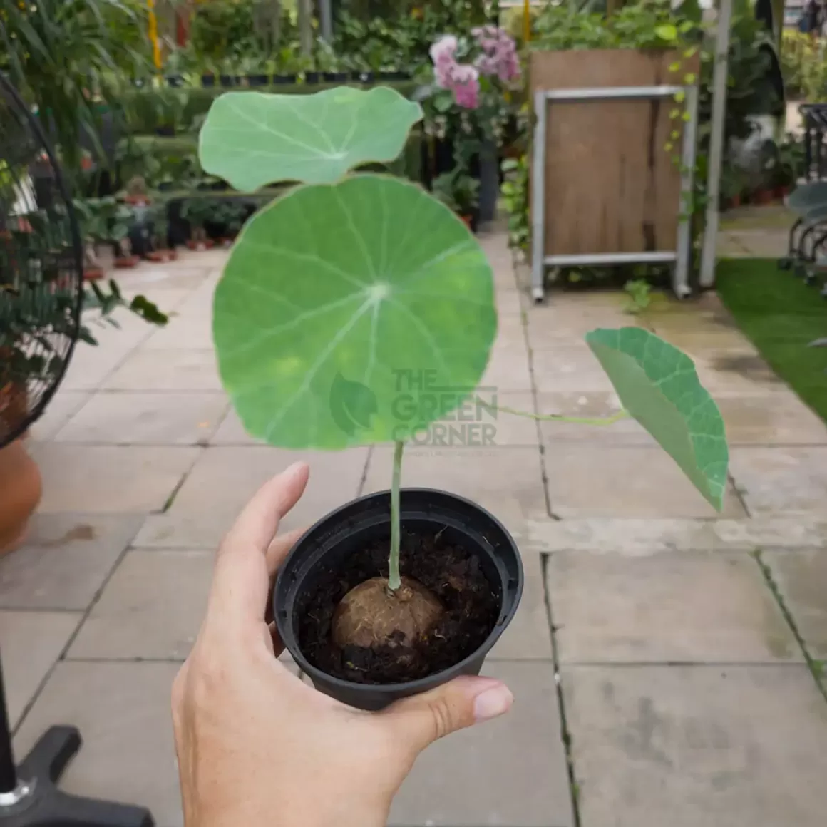 Online Stephania Erecta Indoor Plants