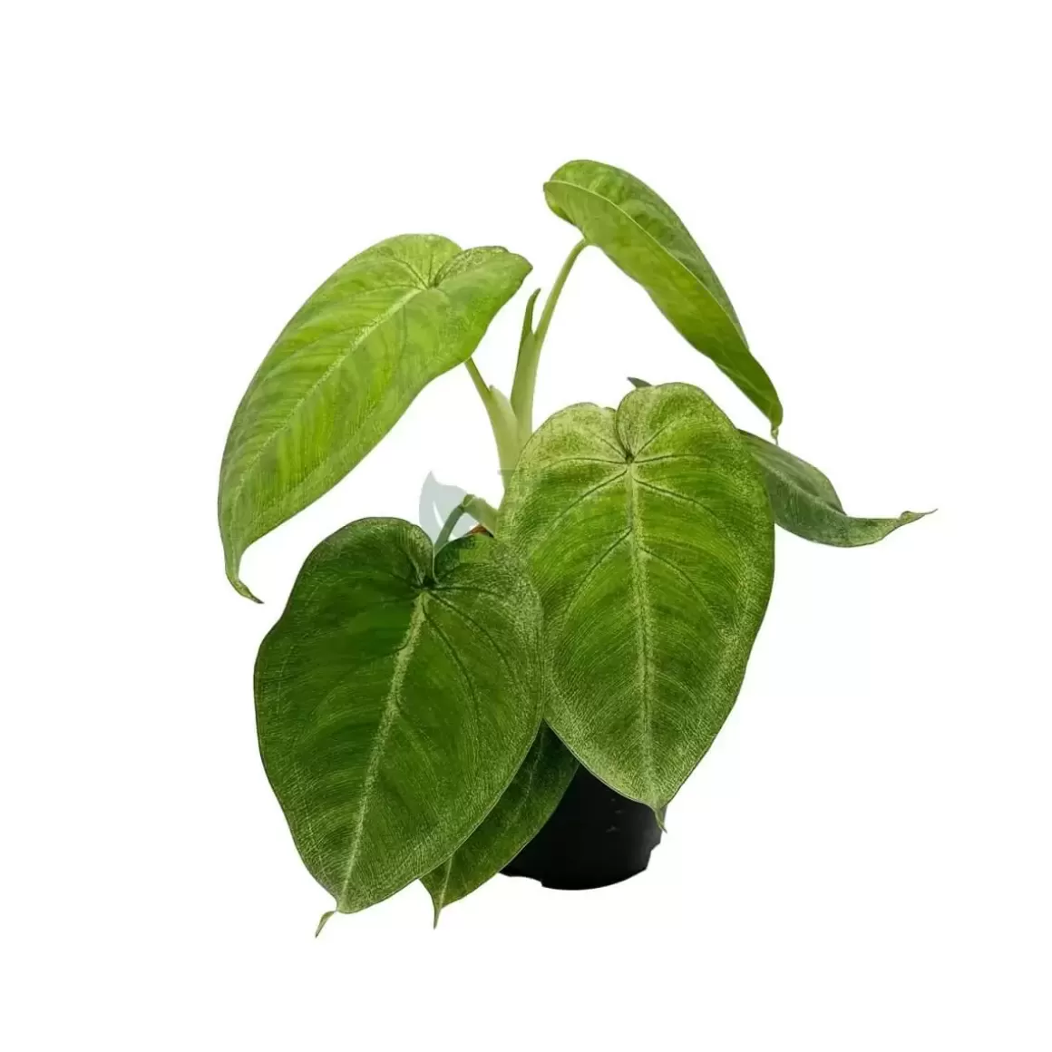 Best Syngonium Macrophyllum 'Frosted Heart' Indoor Plants