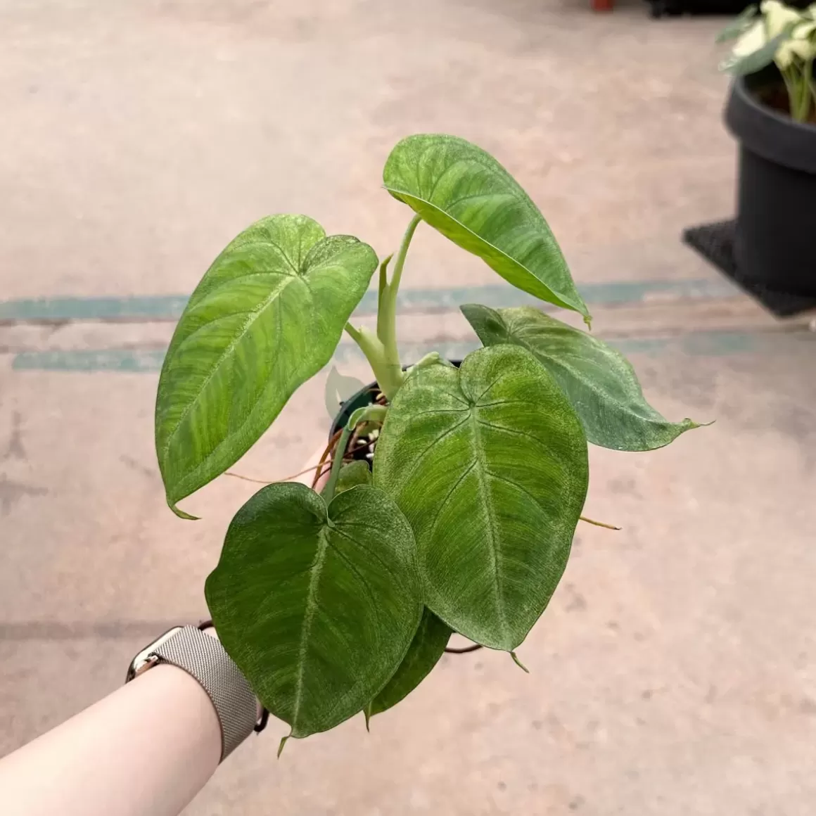 Best Syngonium Macrophyllum 'Frosted Heart' Indoor Plants