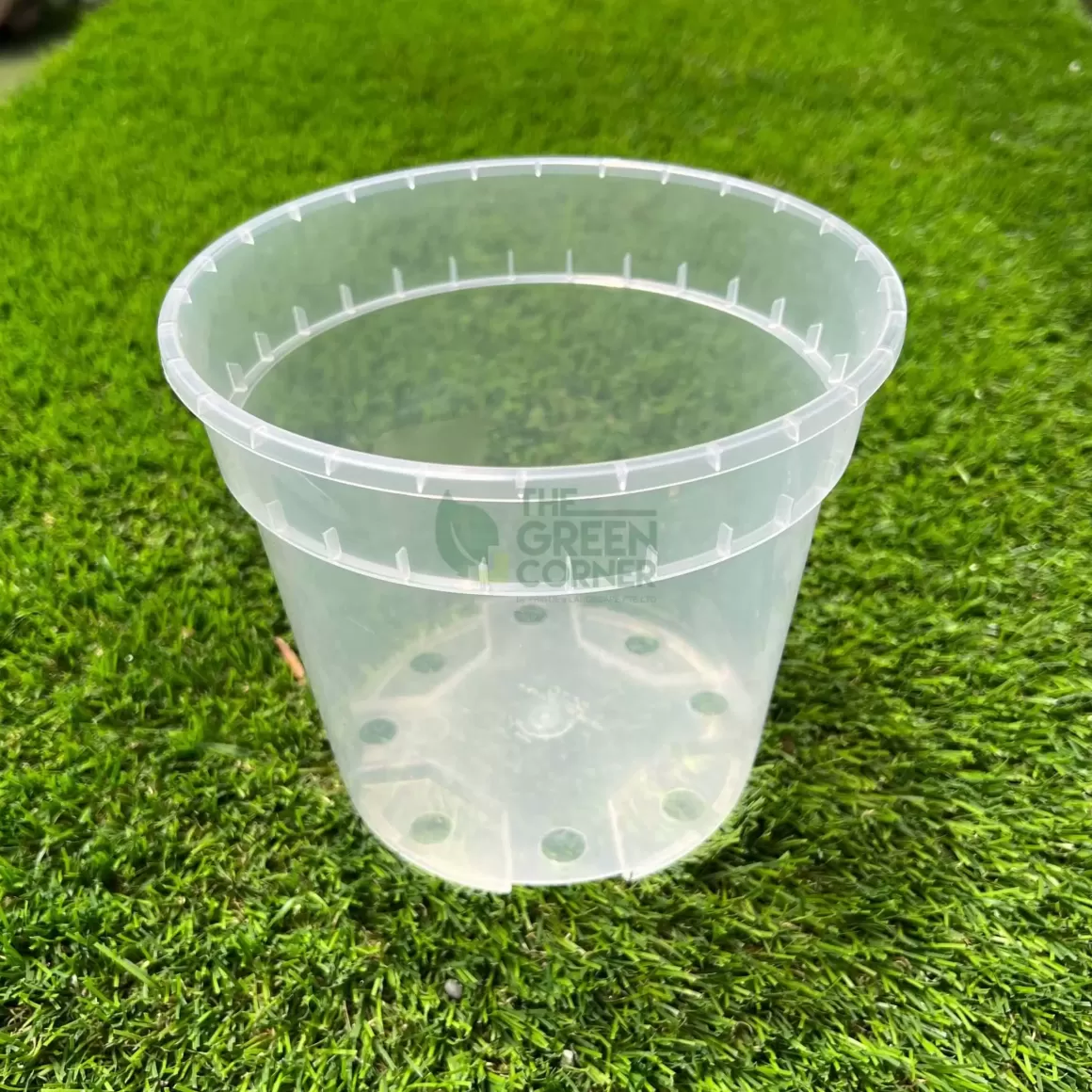 Fashion Transparent Pot (150Mm) Octo Transparent Pots