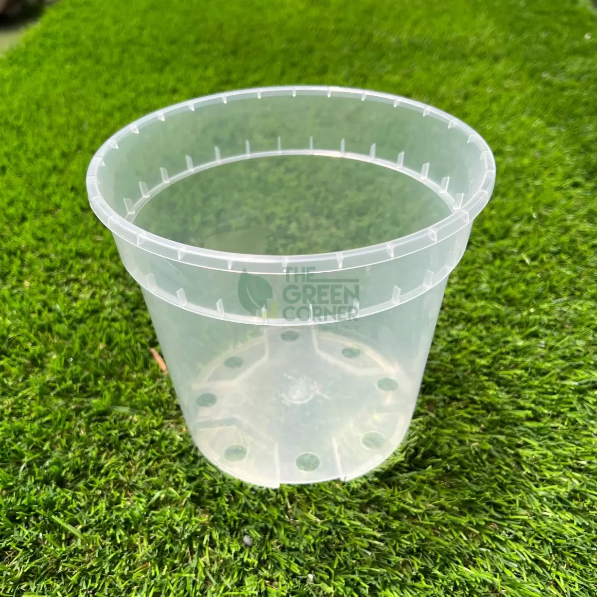 Online Transparent Pot (170Mm) Octo Transparent Pots