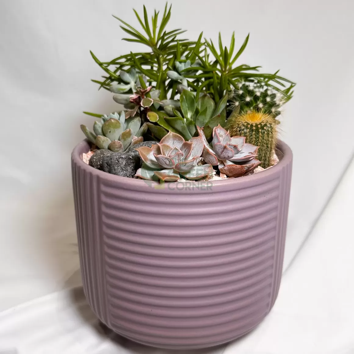 Outlet Twilight Calm | Carpe Diem Collection Succulent Plants