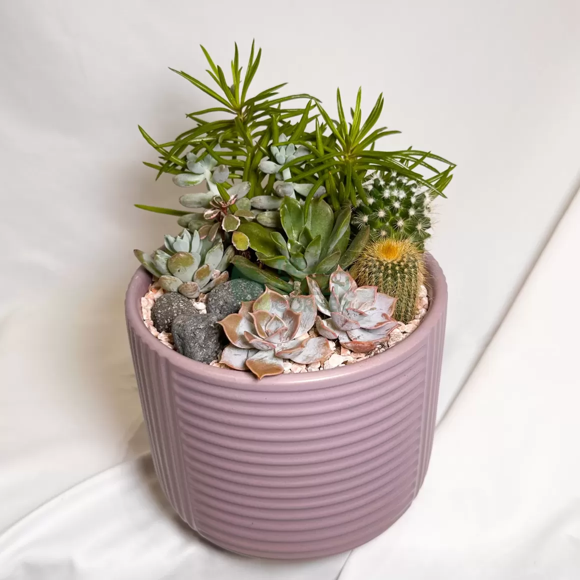 Outlet Twilight Calm | Carpe Diem Collection Succulent Plants